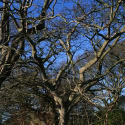 Phellodendron sachalinense Sakhalin Corktree, Sakhalin Cork Tree seed for sale 