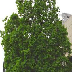 Quercus robur   Fastigiata English Upright Oak, Upright English Oak seed for sale 