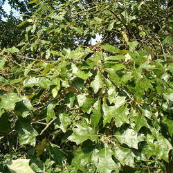 Quercus ilicifolia Scrub Oak, Bear Oak seed for sale 