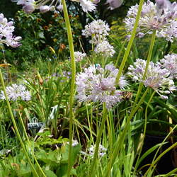 Allium senescens Ornamental Onion, German Garlic, Curley Chives seed for sale 