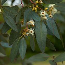 Eucalyptus gunnii Cider Gum seed for sale 