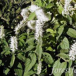 Elsholtzia stauntonii  F. Alba White Mint Shrub, White Mint Bush seed for sale 