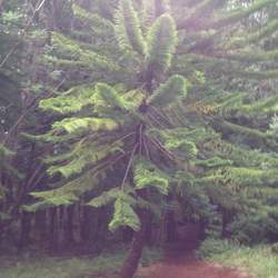 Araucaria columnaris x heterophylla New Caledonia Pine, Cook Pine seed for sale 