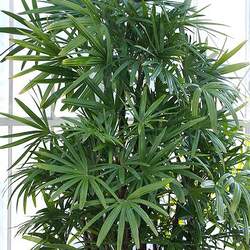 Rhapis excelsa Broadleaf Lady Palm, Lady Palm seed for sale 