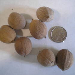 Carya pallida Sand Hickory seed for sale 