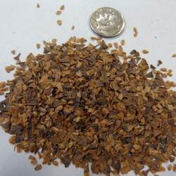 Alnus nepalensis Nepal Alder seed for sale 