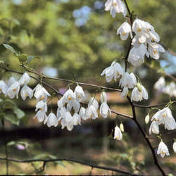 Halesia diptera Two-wing Silverbell, Two-winged Silverbell seed for sale 