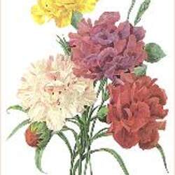 Dianthus caryophyllus   Grenadin Mix Grenadin Mix Carnation seed for sale 