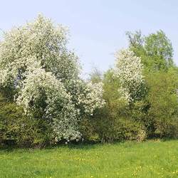 Prunus padus European Bird Cherry seed for sale 