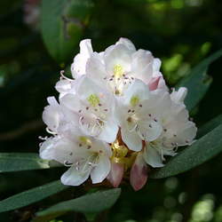 Rhododendron maximum Great Laurel, Rosebay, Rosebay Rhododendron seed for sale 