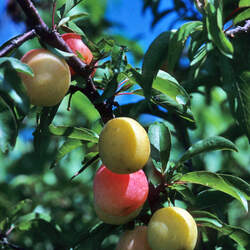 Prunus angustifolia Chickasaw Plum, Sand Plum, Sandhill Plum seed for sale 