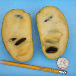 Asimina triloba   Allegheny Pawpaw, Selected Common Pawpaw, Common Pawpaw, Allegheny Pawpaw seed for sale 