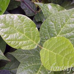 Calycanthus floridus  glaucus Eastern Sweetshrub, Eastern Sweetshrub, Eastern Sweetshrub, Eastern Sweetshrub, Eastern Sweetshrub, Eastern Sweetshrub, Eastern Sweetshrub seed for sale 