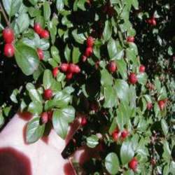 Cotoneaster divaricatus Spreading Cotoneaster seed for sale 