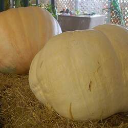 Cucurbita pepo   Big Max Big Max Pumpkin seed for sale 