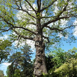 Pterocarya stenoptera Chinese Wingnut seed for sale 