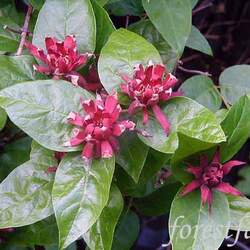 Calycanthus floridus  glaucus Eastern Sweetshrub, Eastern Sweetshrub, Eastern Sweetshrub, Eastern Sweetshrub, Eastern Sweetshrub, Eastern Sweetshrub, Eastern Sweetshrub seed for sale 