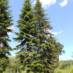 Abies sibirica Siberian Fir seed for sale 