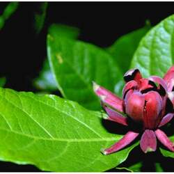 Calycanthus floridus  glaucus Eastern Sweetshrub, Eastern Sweetshrub, Eastern Sweetshrub, Eastern Sweetshrub, Eastern Sweetshrub, Eastern Sweetshrub, Eastern Sweetshrub seed for sale 