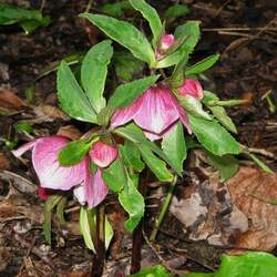 Helleborus abchasicus Lenten Rose seed for sale 