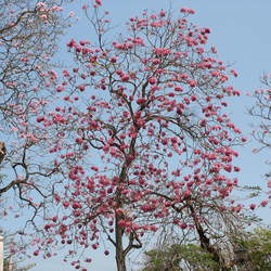 Tabebuia rosea Pink Trumpet-tree seed for sale 