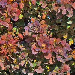 Cotinus obovatus American Smoketree seed for sale 