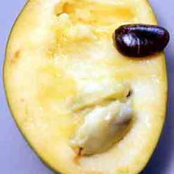 Asimina triloba   Shenandoah Pawpaw, Selected Common Pawpaw, Common Pawpaw, Shenandoah Pawpaw seed for sale 