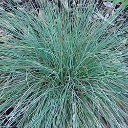 Festuca ovina  glauca Blue Fescue seed for sale 