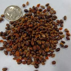 Celastrus angulatus Chinese Bittersweet seed for sale 