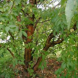 Prunus maackii Amur Chokecherry, Manchurian cherry seed for sale 