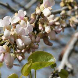 Cercis siliquastrum  Alba White-flowered Judas Tree seed for sale 