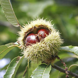 Castanea sativa European Chestnut, Spanish Chestnut seed for sale 