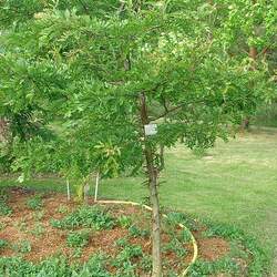 Gleditsia delavayi Delavay's Locust seed for sale 