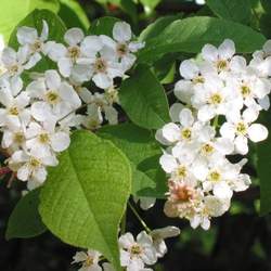 Prunus padus European Bird Cherry seed for sale 