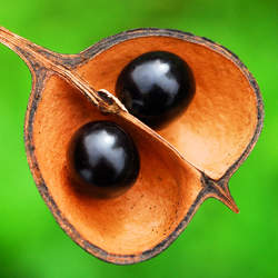 Ungnadia speciosa Mexican Buckeye seed for sale 