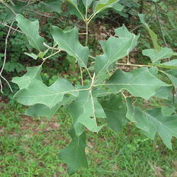 Quercus ilicifolia Scrub Oak, Bear Oak seed for sale 