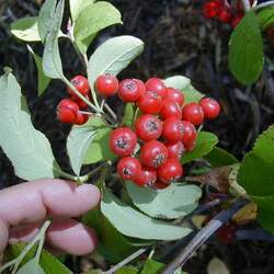 Aronia arbutifolia   Brilliantissima Brilliant Red Chokeberry seed for sale 