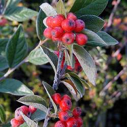 Cotoneaster dielsianus     clean seed Diels' Cotoneaster, Diel's Cotoneaster seed for sale 