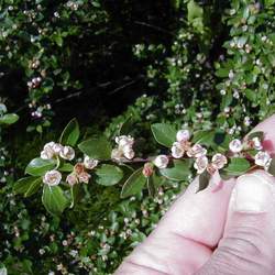 Cotoneaster divaricatus Spreading Cotoneaster seed for sale 