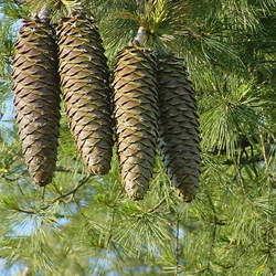 Pinus lambertiana Sugar Pine seed for sale 