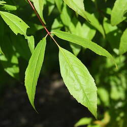 Acer mandshuricum Manchurian Maple seed for sale 