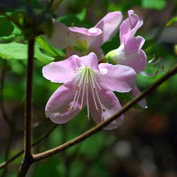 Rhododendron schlippenbachii Royal Azalea seed for sale 