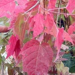 Acer tetramerum Spike Leafed Maple seed for sale 