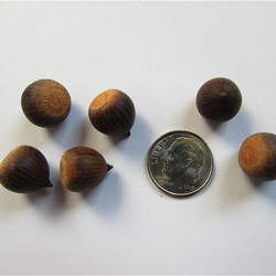 Quercus arkansana Arkansas Oak seed for sale 