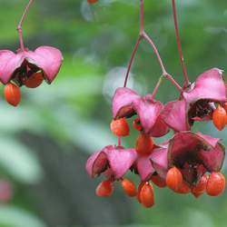 Euonymus latifolius Broadleaf Euonymus, Large-leaved Spindle seed for sale 