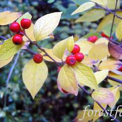 Cotoneaster dielsianus     dried berries Diels' Cotoneaster, Diel's Cotoneaster seed for sale 