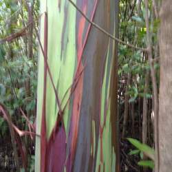 Eucalyptus deglupta Indonesian Gum, Mindanao Gum, Rainbow Eucalyptus, Rainbow Gum seed for sale 