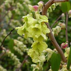 Corylopsis glabrescens Fragrant Winterhazel seed for sale 