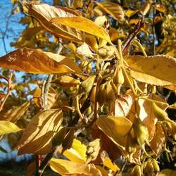 Pterostyrax corymbosus Little Epaulette Tree seed for sale 