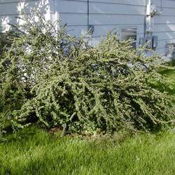 Cotoneaster divaricatus Spreading Cotoneaster seed for sale 